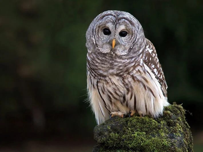 Tramp 450 min bayquşu öldürmək istəyir