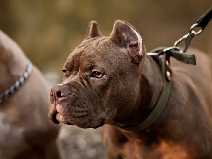 Pəncəsi tətiyə ilişdi, it sahibini vurdu