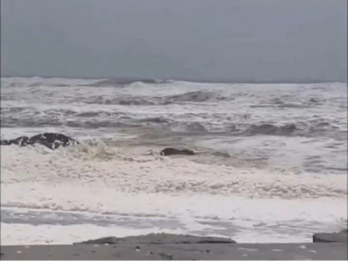 Sahildə köpük və ölü balıq həyəcanı: 2 çimərlik bağlandı