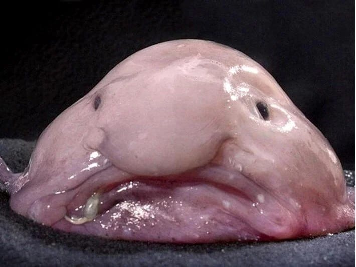 Dünyanın ən çirkin heyvanı kimi tanınırdı, ilin balığı mükafatını qazandı