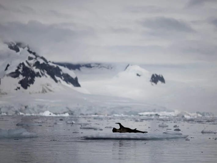 Antarktidada qorxu filmi anları: Ölüm təhdidləri