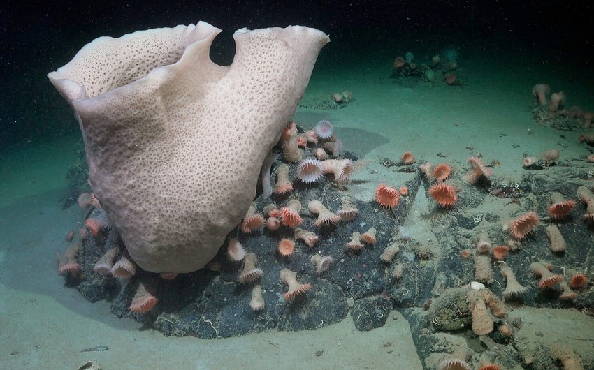 Alimlər Antarktidada aysberqin altında inkişaf edən ekosistem tapıblar