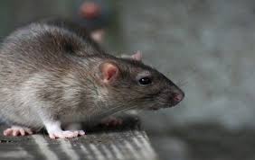 Polşanı siçanlar basdı