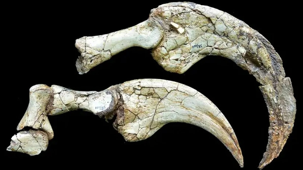 Kanadada yeni iki barmaqlı dinozavr növü tapıldı