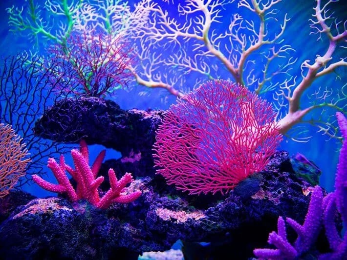 Mərcan itkiləri rekord səviyyədədir, bu, bir növün sonu ola bilər