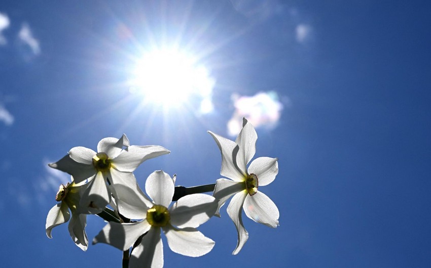 Şənbə günü havanın temperaturu 24 dərəcəyədək artacaq