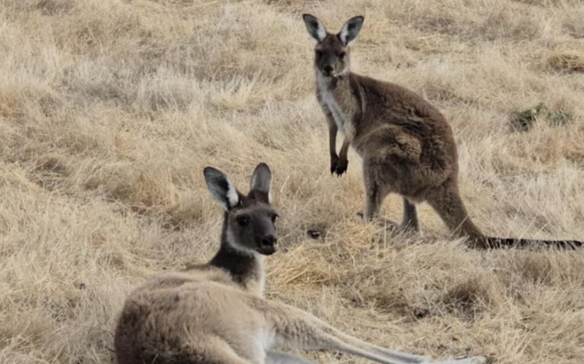 Avstraliyanın cənubunda kenquruların kütləvi ölümü qeydə alınıb