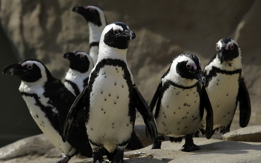 Tramp pinqvinlərə rüsum tətbiq edəcək