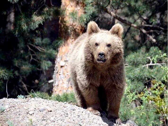 Slovakiyada fövqəladə qərar: 350 ayı ovlanacaq 