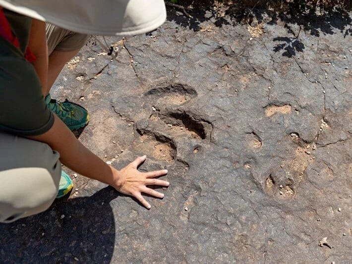 167 milyon illik tarixi kəşf: Ətyeyənlər və ot yeyənlər birlikdə yaşayırdılar