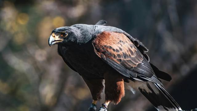 Kənddə hər kəsi dəhşətə gətirən şahin nəhayət tutuldu