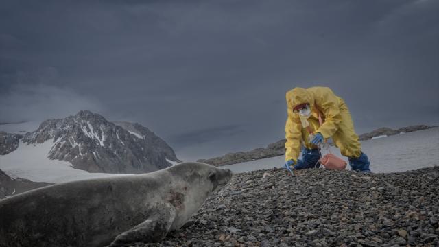 Avstraliyalı tədqiqatçılar Antarktika qitəsindən yeni növ dəniz canlıları toplayıblar