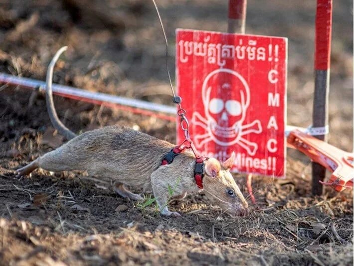 Qəhrəman siçovul tarix yazdı: Mina ovçusundan dünya rekordu