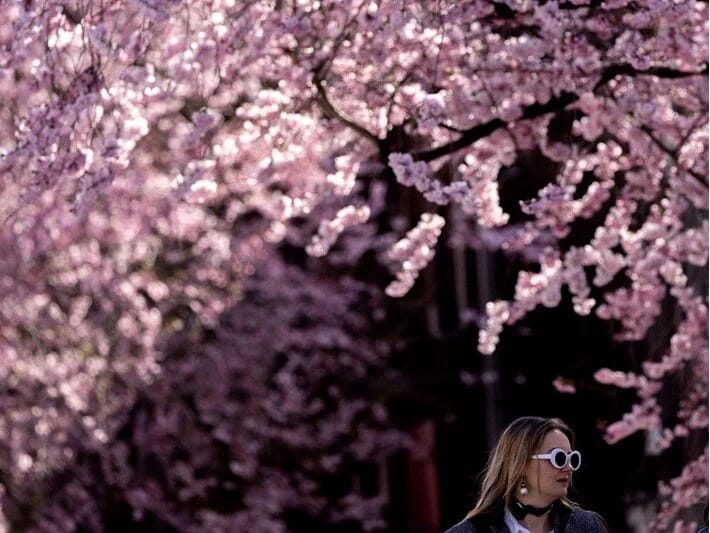 Almaniyada albalı çiçəyi mövsümü: Küçələr çəhrayı olub