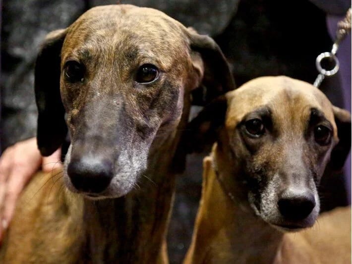 Almaniyada it vergisinin artırılması: 421 milyon avro toplanıb