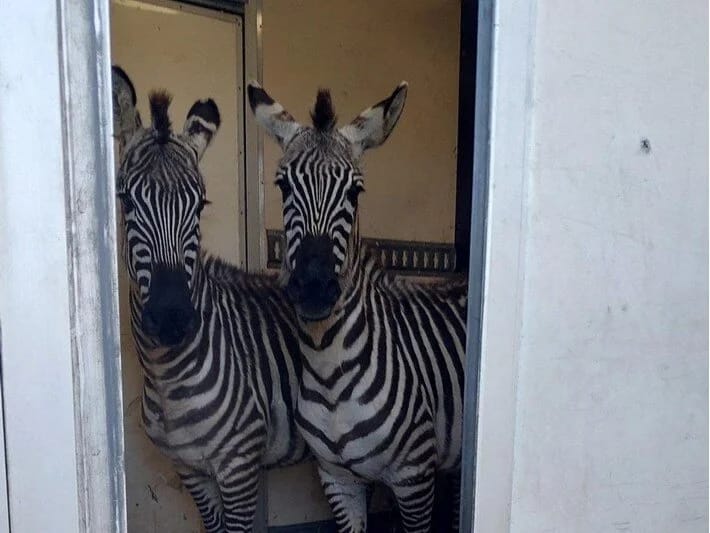 Sərhəddə saxlanılan mikroavtobusda iki zebra, altı meymun, antilop və qu quşu tapılıb