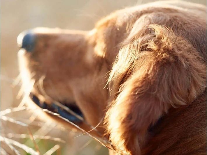 Quduzluq epidemiyası 3 nəfərin həyatına son qoyub