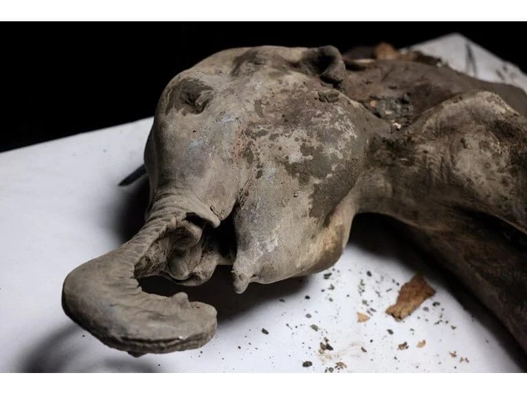 130 min illik körpə mamont tapıldı