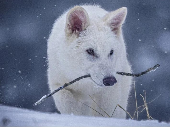 10.000 il əvvəl nəsli kəsilmiş canavarlar yenidən həyata qaytarıldı
