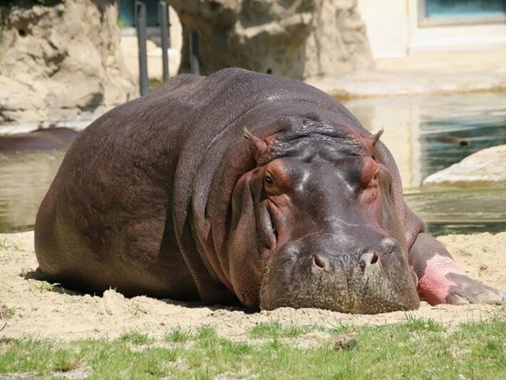 Konqoda 50 begemot qarayaradan zəhərlənib