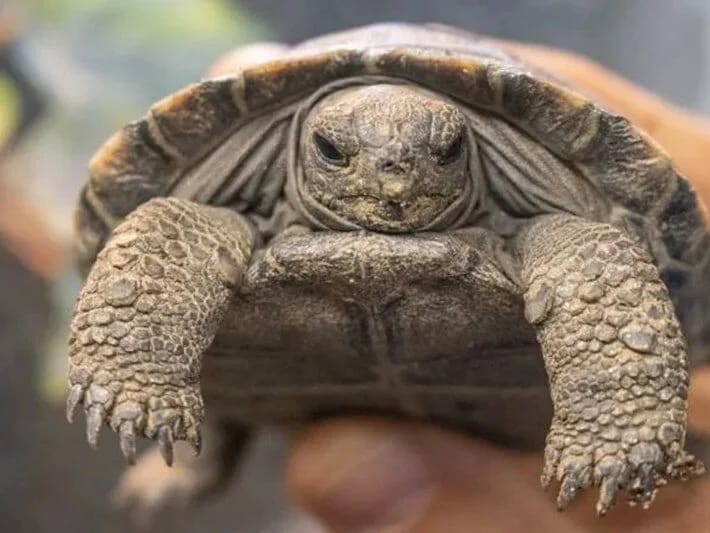 Nəsli kəsilməkdə olan tısbağalar 100 yaşında ilk dəfə valideyn olublar