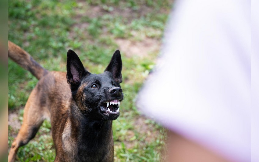 Sumqayıtda küçə itlərinin hücumuna məruz qalan uşağın son durumu açıqlanıb - YENİLƏNİB