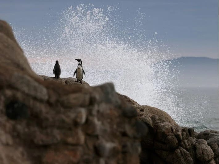 Pinqvin helikopterin qəzaya uğramasına səbəb oldu