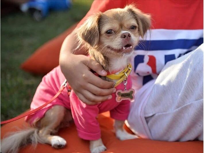 Qeyri-adi yoqa dərsi: Bu dəfə pişiklər və itlər sahiblərini seçirlər