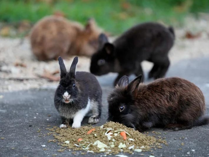 Dovşan adasında dovşanlarla pis rəftar etdiyinə görə həbs cəzası