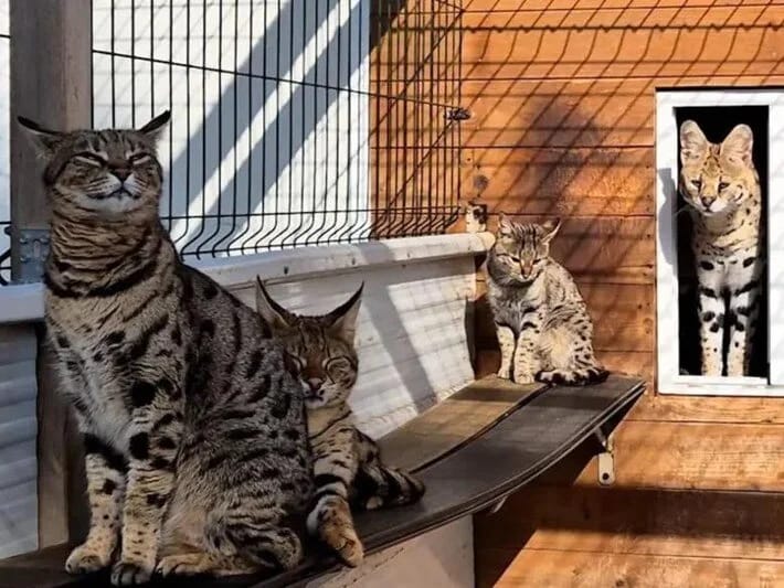 Ekzotik pişik ticarəti dəstəsi yaxalandı: Sosial mediada bəbir satırlar