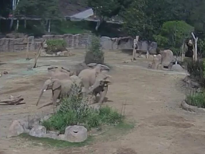 Fillər zəlzələ zamanı xəbərdarlıq dairəsi yaradıblar