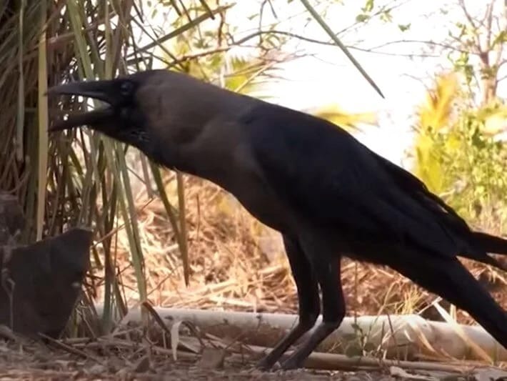 Danışan qarğa Hindistanda məşhurlaşdı