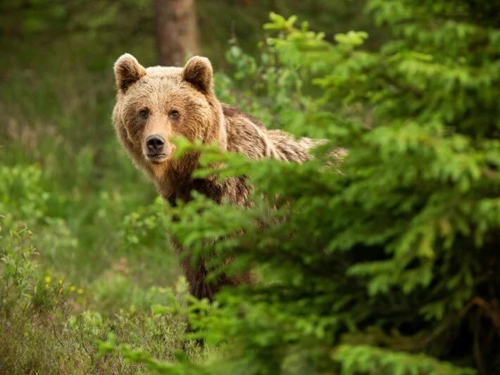 Rumıniya: Ayıların sayı artır, hökumət müdaxilə edir