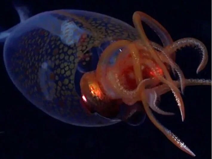 Dənizin dərinliklərində nəhəng kalmar: İlk dəfə canlı olaraq görüldü