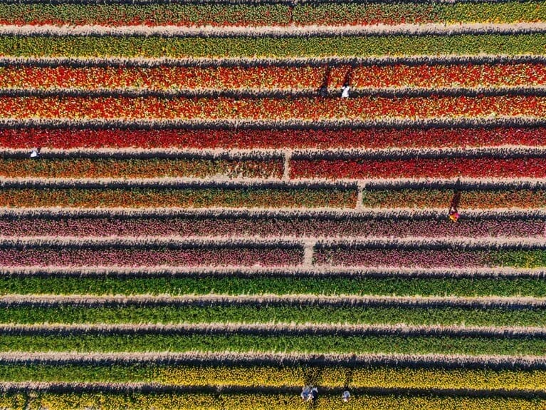 Hollandiyada rəngli lalə bağları hər il milyonlarla turisti qarşılayır