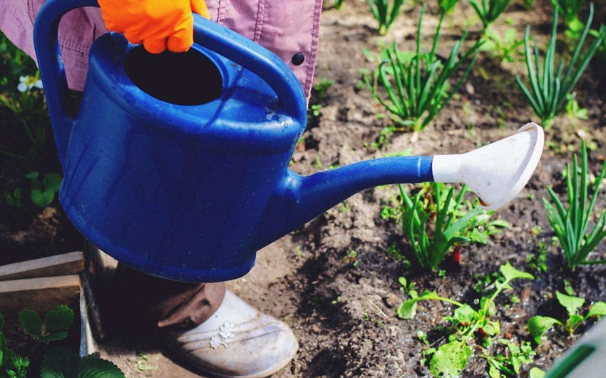 Dünyada əkin sahələrinin demək olar ki, beşdə biri ağır metallarla çirklənib