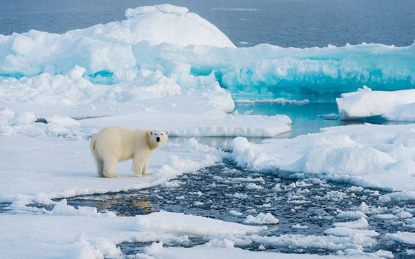 Şimal Buzlu okeanında buzlarının sahəsi rekord həddə azalıb