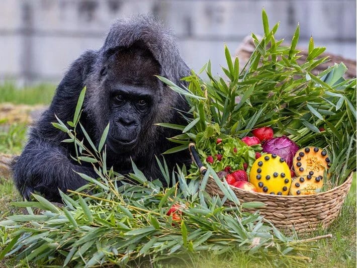 Dünyanın ən yaşlı qorillası Fatou 68 yaşını qeyd edib