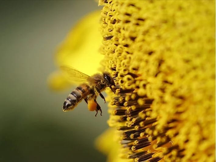 Arı ölümlərinin sirri açıldı: Çöl çiçəklərində zəhər toplanır