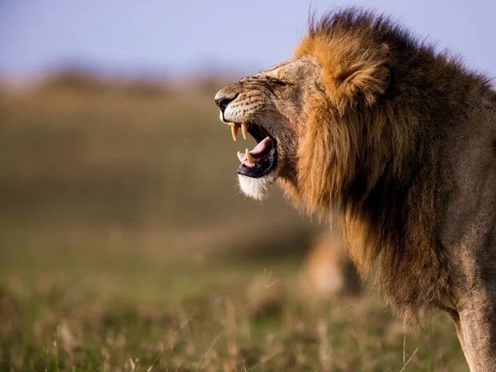 14 yaşlı qız aslanın hücumuna məruz qalaraq dünyasını dəyişib