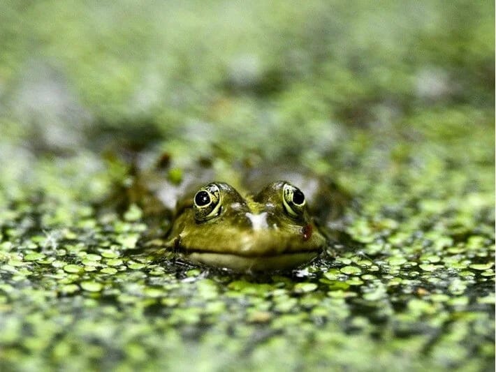 Köç yolunda keşik: Ruslar qurbağalar üçün səfərbər oldu