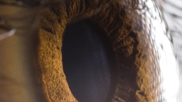 Alimlər yeni rəng kəşf ediblər, lakin bir problem var