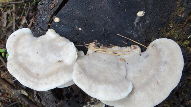 Dünyanın ən acı maddəsi tapılıb