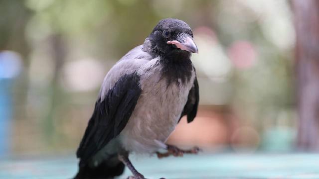 Qarğaların zəkası bir daha sübut olundu: Onlar həndəsi fiqurları ayırd edə bilirlər