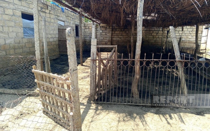 Samuxda Kəlbəcər sakininə məxsus çox sayda qoyun oğurlanıb