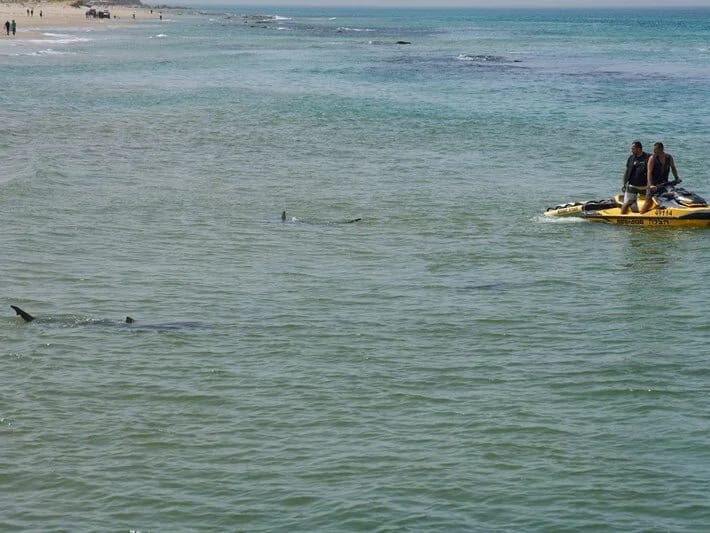 İsraildə köpək balığı hücumu: İtkin üzgüçünün axtarışları davam edir