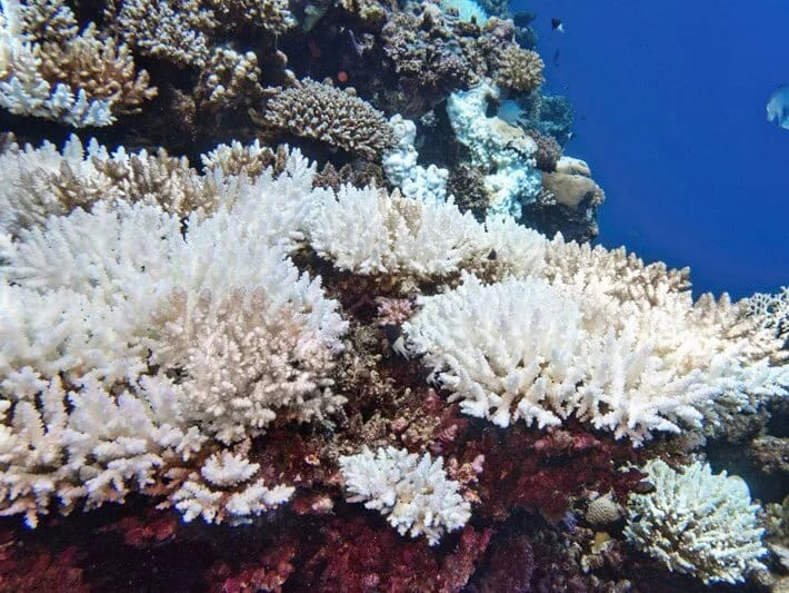 Mərcan riflərinin 50 ili qalıb: Nəslinin tükənməsi 84 faizə çatıb