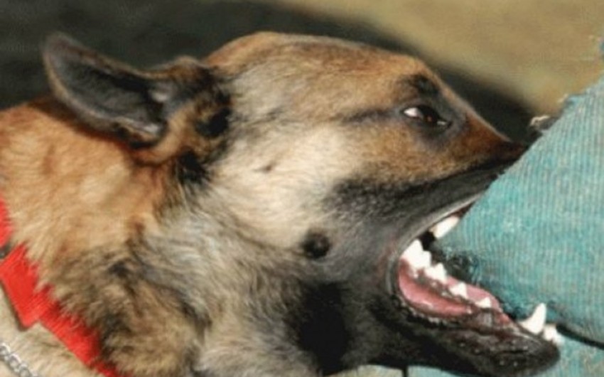 Qubada üç nəfər küçə itinin hücumuna məruz qalıb