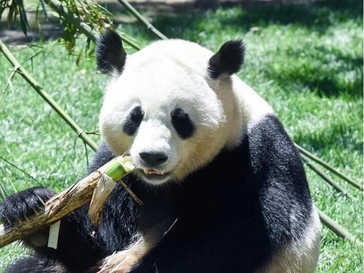 Çindən dostluq müqaviləsi: Avstriyaya iki panda göndərildi