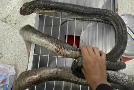 Tailandda qadın onu dişləyən kobranı əlləri ilə öldürüb: Özü ilə xəstəxanaya gətirib